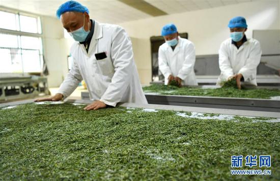 3月13日，在位于湖北省恩施土家族苗族自治州宣恩縣萬寨鄉(xiāng)板場村的伍家臺富硒貢茶公司，制茶師在按照傳統(tǒng)工藝制作手工茶。新華社發(fā)（宋文 攝）